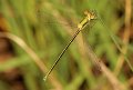 IMG_6367ts90tr tengere pantserjuffer Lestes virens f bij Veeven Heeze_resize